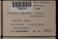 Arcyria denudata image
